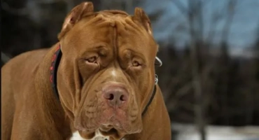 Pitbul hulk: най -голямото куче в света
